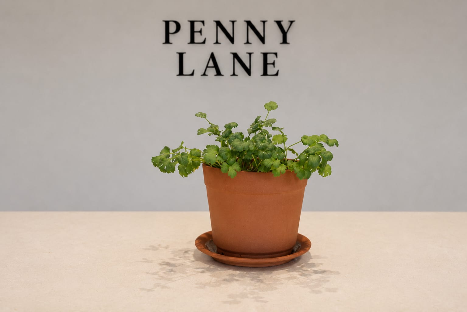 Terracotta Herb Pot