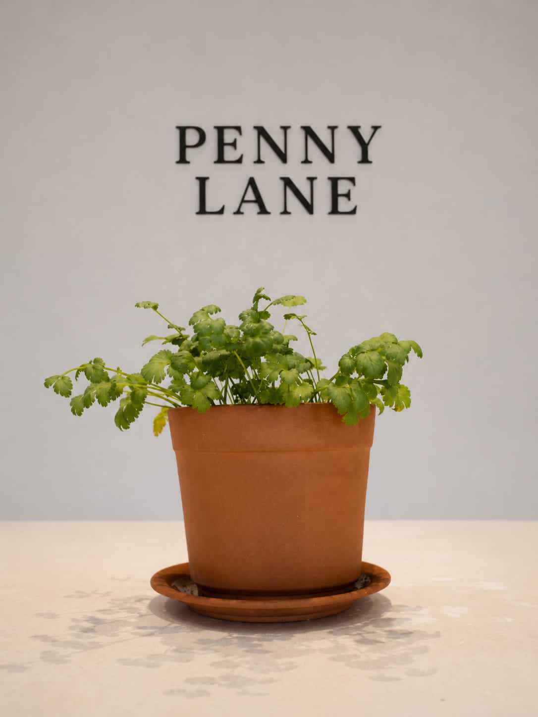 Terracotta Herb Pot